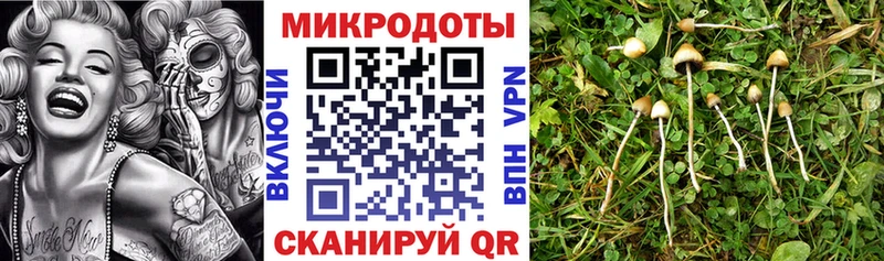 купить наркоту  Ахтубинск  Псилоцибиновые грибы GOLDEN TEACHER 